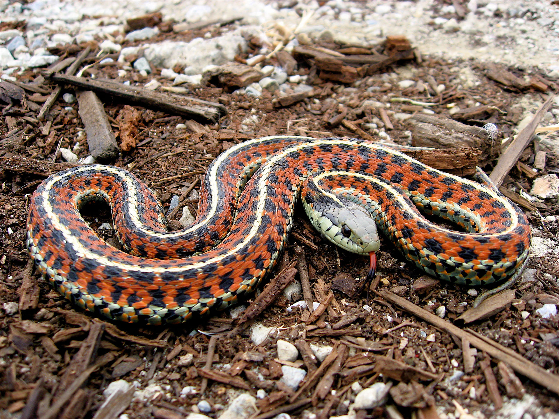 Thamnophis Elegans Une Couleuvre Inoffensive Photos Futura thamnophis-elegans-une-couleuvre-inoffensive-photos-futura